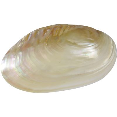 Fresh Water Pearled (FWP) Clam Shell 9-10"
