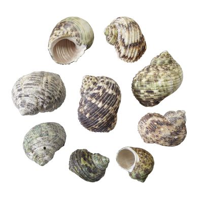 Silvermouth Turbo 1.75-2" 1 Gallon