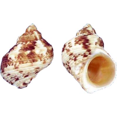 Goldmouth Turbo Shells Bag 1.75-2" 1 Gallon