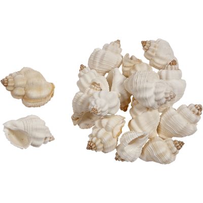 Cancelleria Undulata Craft Shells Bag 1-1.5" 1 Kilo