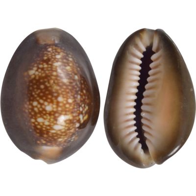 Snakehead Cowrie Craft Seashells Bag 1-1.5" - 1 Kilo (appx 170 pcs)
