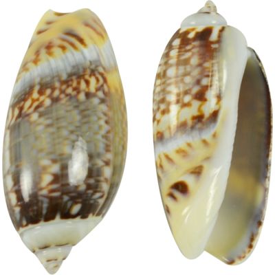 Olive Gibbosa Shells Bag 1-1.5" 1 Kilo (appx.500 pc)