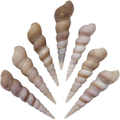 Turritella Terebra Polished 2-3" Kilo (appx 135 pcs)