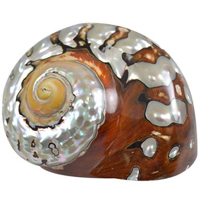 South African Turban (Turbo Sarmaticus) Seashell 3-3.5"