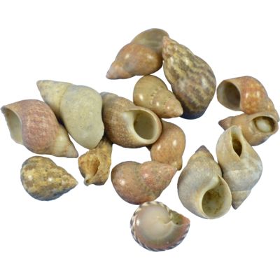 Brown Littorina Craft Shells Bag .375-.75" 1 Gallon