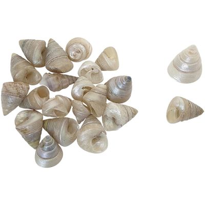 Tiny Trochus Polished Bag .25-.375" 1 Kilo