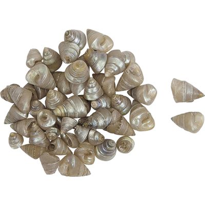Tiny Pearled Trochus Craft Shells Bag 1 Kilo