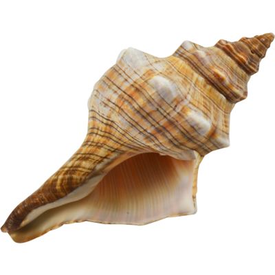 6 Striped Fox Shells 4-5" (Set of 6)
