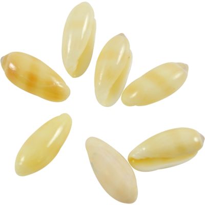 36 Marginellas (Rice) Tan Shell approx. .5" (Set of 36)