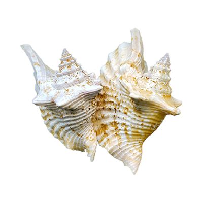 3 Rooster Conch Decorative Shells 4-6" (Set of 3)