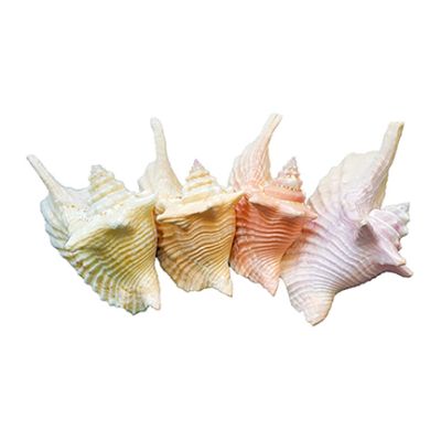Rooster Conch Colored Shell 4-6"