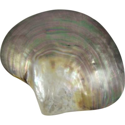 2 Mother of Pearl (MOP) Black Lip Shells 3-4" (Set of 2)