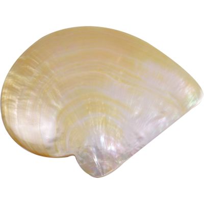 Mother of Pearl Gold Lip 5.5-6"