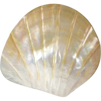 Mother of Pearl Shell Carved 5"