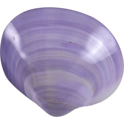 5 Purple Clam Pair Polished Shells 3.5" and up (Set of 5)