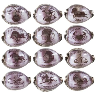 4 Zodiac Signs Carved Cowrie (Set of 4)