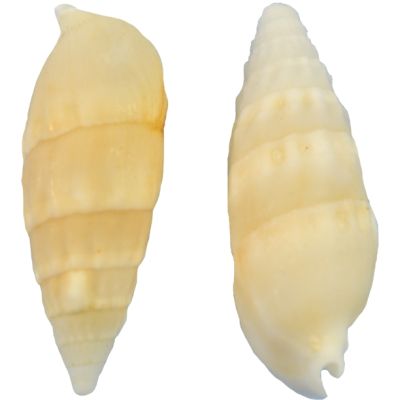 White Cerithium Craft Shells Bag 1.5-2" 1 Gallon
