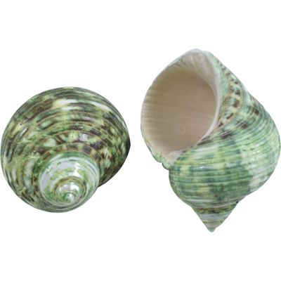 10 Green Turbo Polished Shells 2-3" (Set of 10)