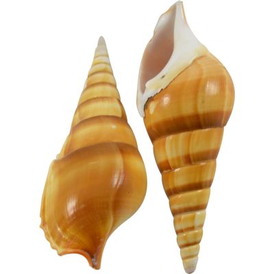 10 Tibia Polished Shells 4-5" (Set of 10)