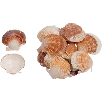 Pecten Pyxiadus Deep & Flat Mixed Shells Bag 1 Kilo
