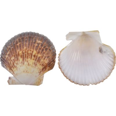 Pecten Pyxiadus Deep Shells Bag 1.25-1.75" 1 Kilo (approx. 1000 pieces)