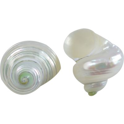8 Silver-Mouthed Turbo Pearled Seashells 2-2.5" (Set of 8)