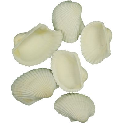 White Ark Shells Bag 1.25-1.75" 1 Kilo (approximately 100 pieces)