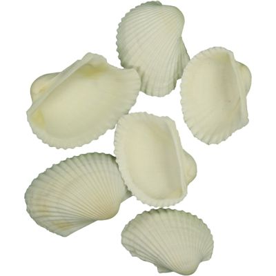 White Ark Shells Bag .75-1.5" 1 Kilo (appx. 500 pc)