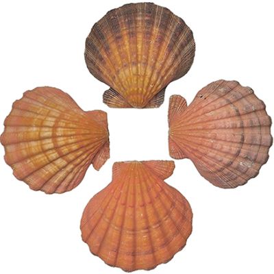 2 Lion's Paw-Orange Seashells 5" and up (Set of 2)