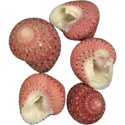 25 Strawberry Top Shells (Set of 25)