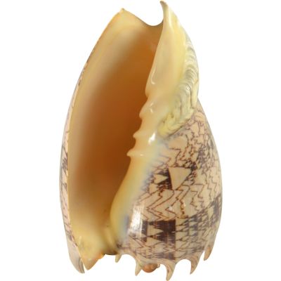 Voluta Imperialis Decorative Shell 7-8"