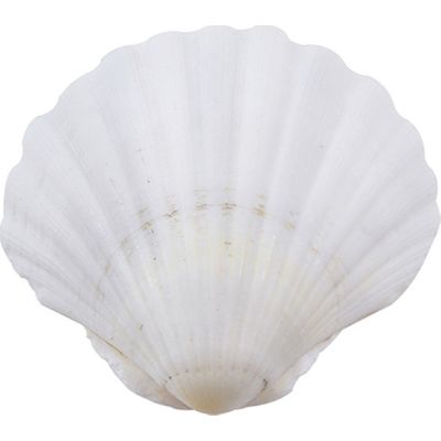 12 Irish Deep Seashells 3.5-4" (Set of 12)