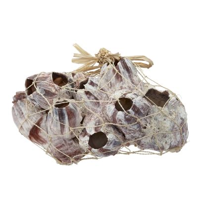 Barnacle Cluster 7-9"