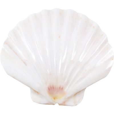 8 Irish Flat Polished Shells 3-5" (Set of 8)