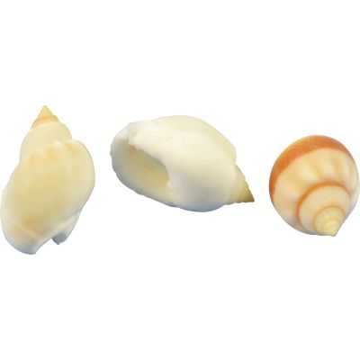 Nassa Arcularis Craft Shells Bag .75-1" 1 Gallon