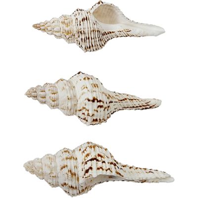 15 Spindle Shells Brown & White 3-4" (Set of 15)