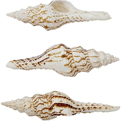 7 Nicobar Brown & White Spindle Shells 3.5-5" (Set of 7)