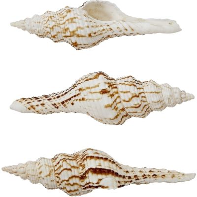 20 Nicobar Brown & White Spindle Shells 2-3" (Set of 20)