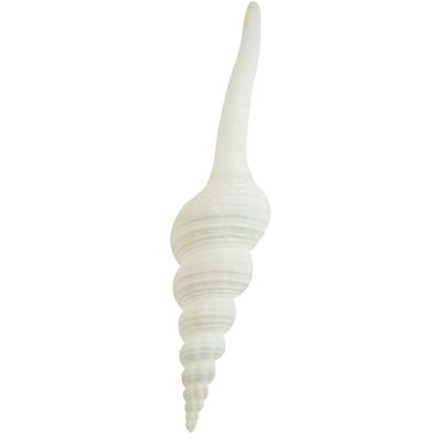 5 White Spindle Shells 5-6" (Set of 5)