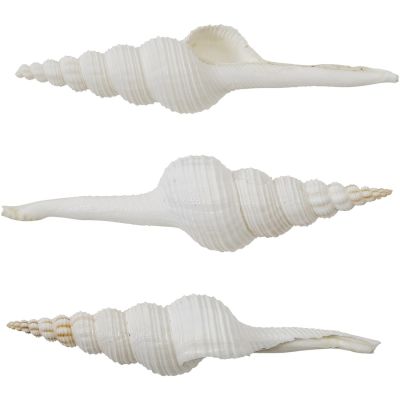 3 Distaff Spindle Shells 6-7" (Set of 3)