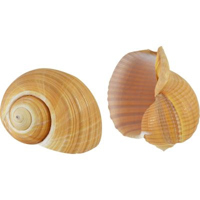 3 Giant Tun (Tonna Olearium) Decorative Shells 4.5-6" (Set of 3)