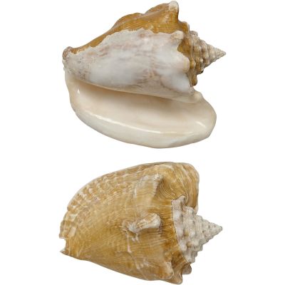 2 Milk Conch Seashells 4-5" (Set of 2)