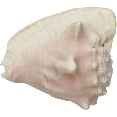 2 Milk Conch Horn Seashells 5-6" (Set of 2)
