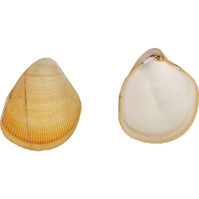 Cardium Elatum Seashells 4-5" Pair