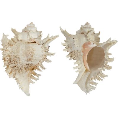 Rock Snail Murex (Multiramosus) Decorative Shell 6-7"