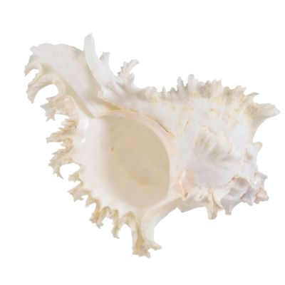 Rock Snail Murex (Multiramosus) Decorative Shell 7-8"