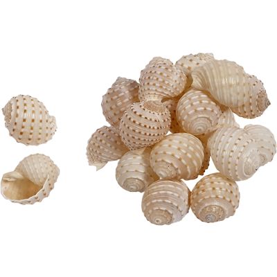 40 Tonna Tessolata Seashells (up to 2") (Set of 40)