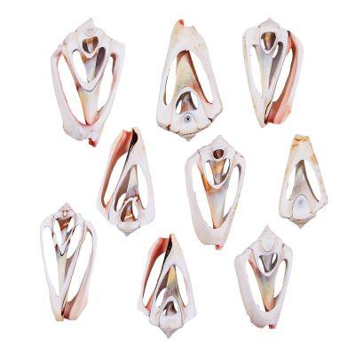 30 Strawberry Conch Center Cut Shell 1.5-2.25" (Set of 30)