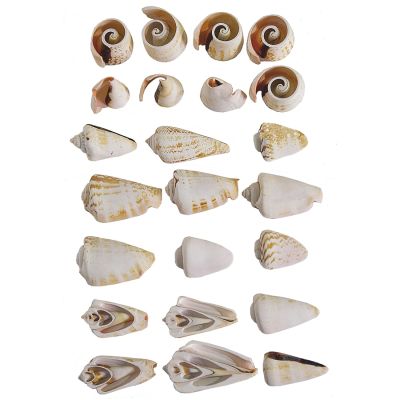 Strawberry Conch Multi Cut Shell 1-2" 1 Kilo