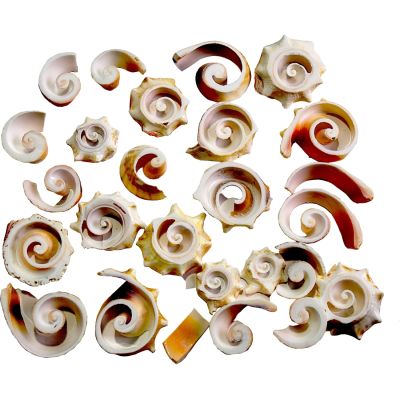 Strawberry Conch Middle Cut Shell Spirals 0.5-2" 1 Kilo